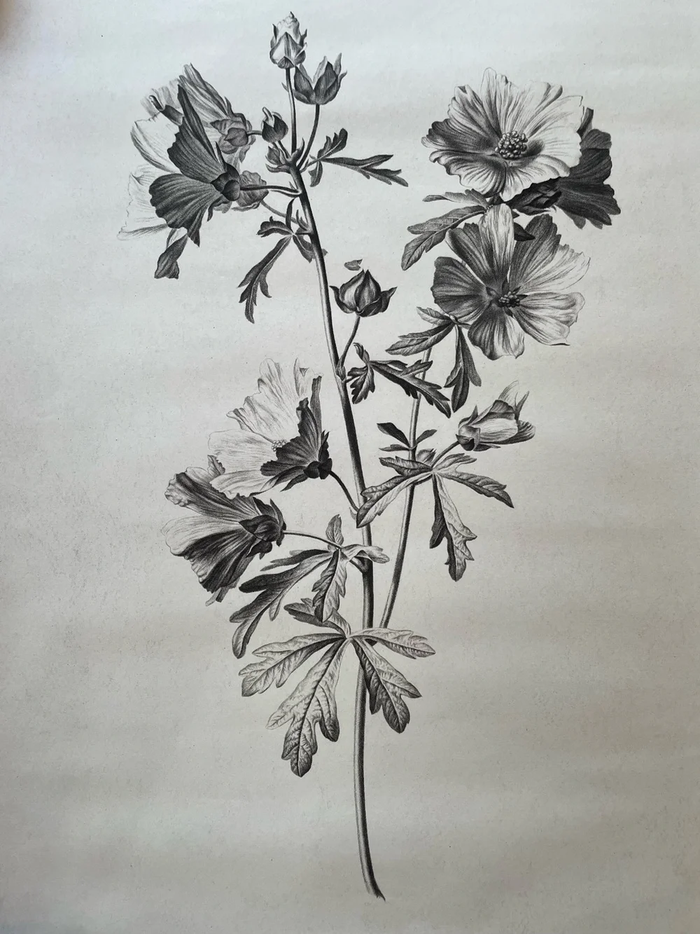 Large Botanical Floral Wall Art Print Illustration in Black and White